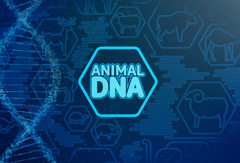 animal dna